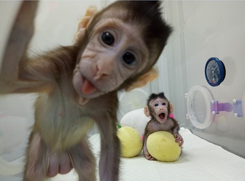 Monkeys successfully cloned by scientists in China. Image / Chinese Academy of Sciences