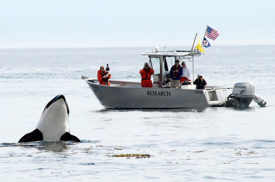 Southern Resident Killer Whale