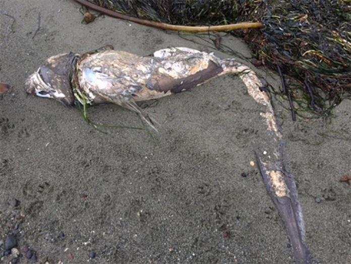 ANOTHER dead shark has washed up on a beach in Delta.