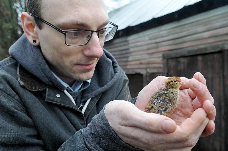 Quail farmer