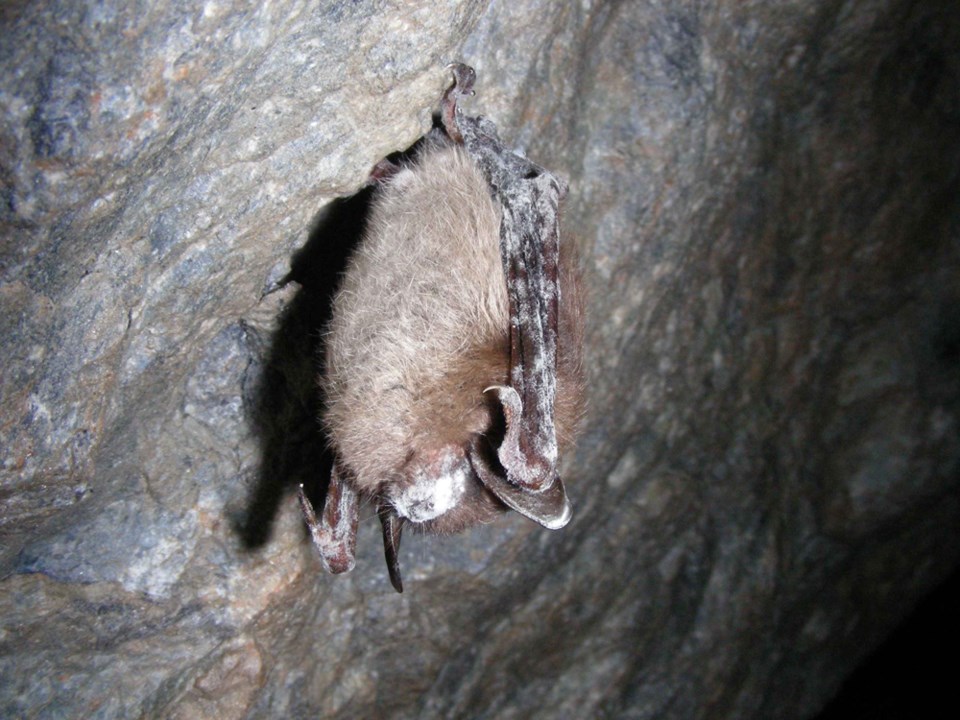 brown bat