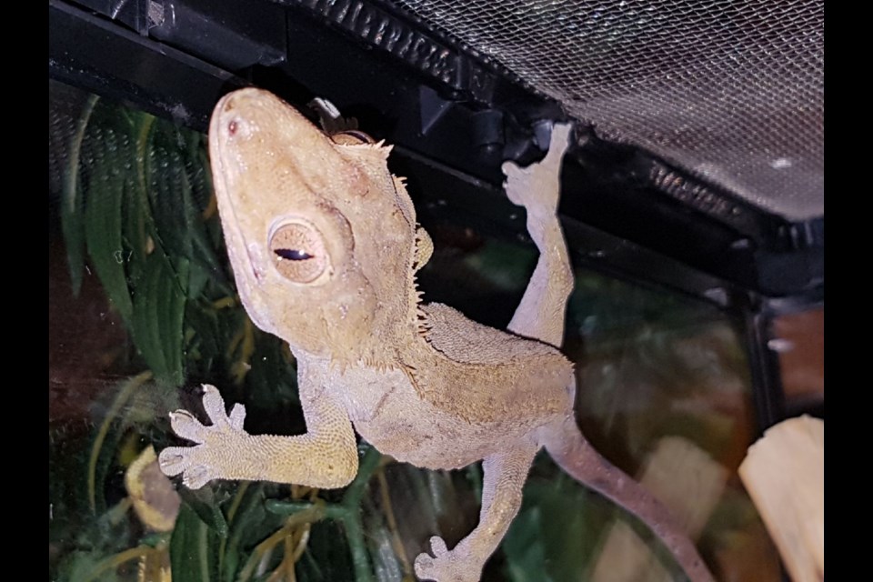 Vancouver’s reptiles are being “renovicted” due to no pet policy. Image: renoviction crested gecko at RRAES