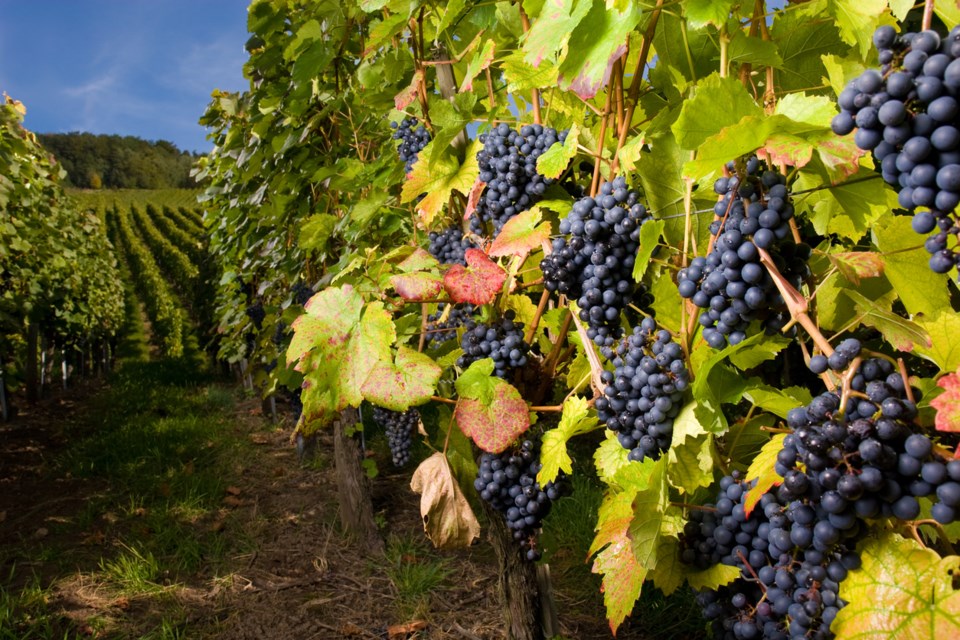 pinot gris grapes