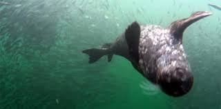 Rare video shows seals hunting massive 'bait ball' of fish in Howe