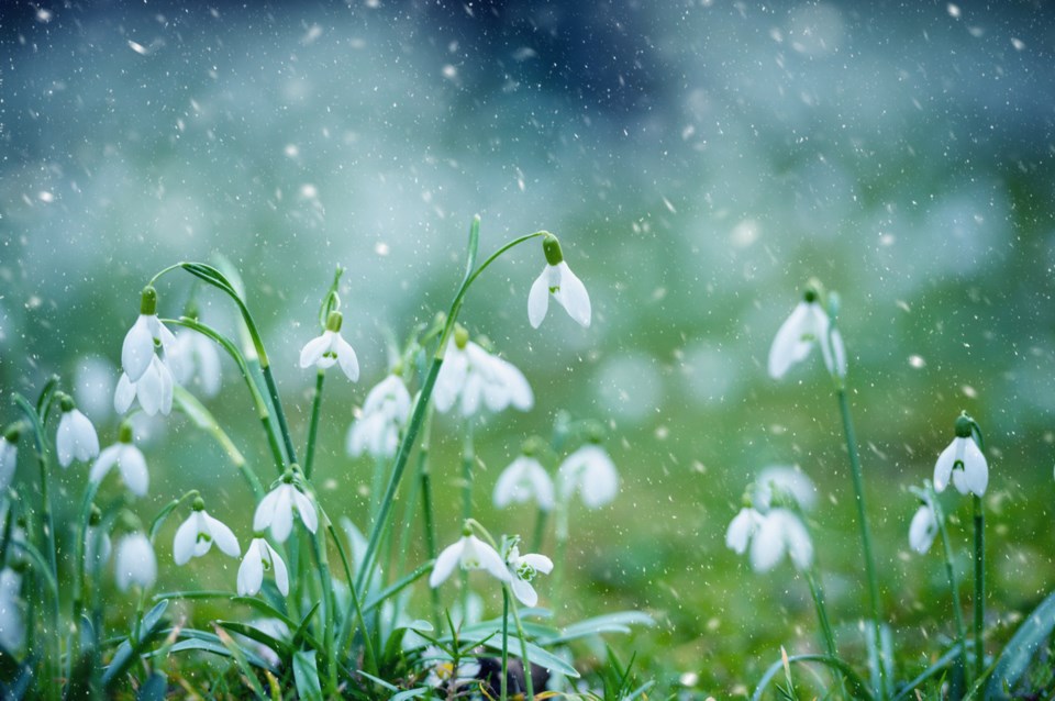 snowdrops in snow