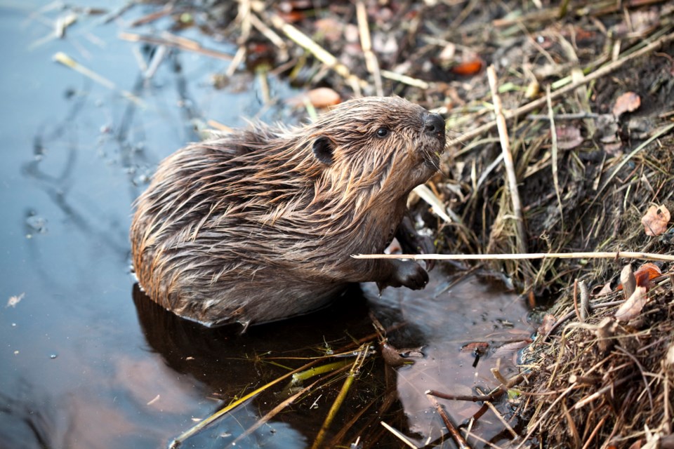 beaver