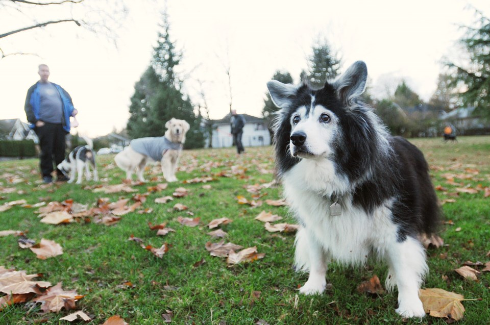 Âé¶¹´«Ã½Ó³»dog park