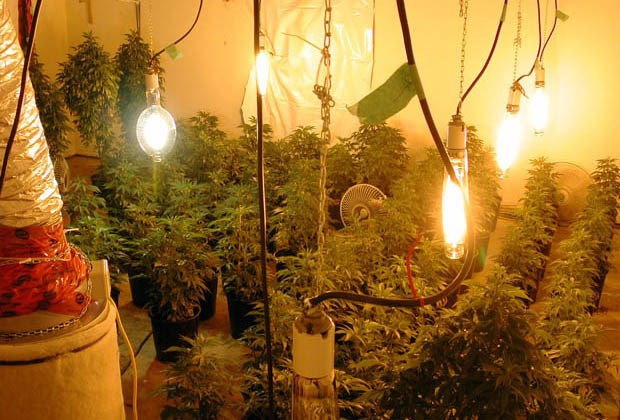 grow op