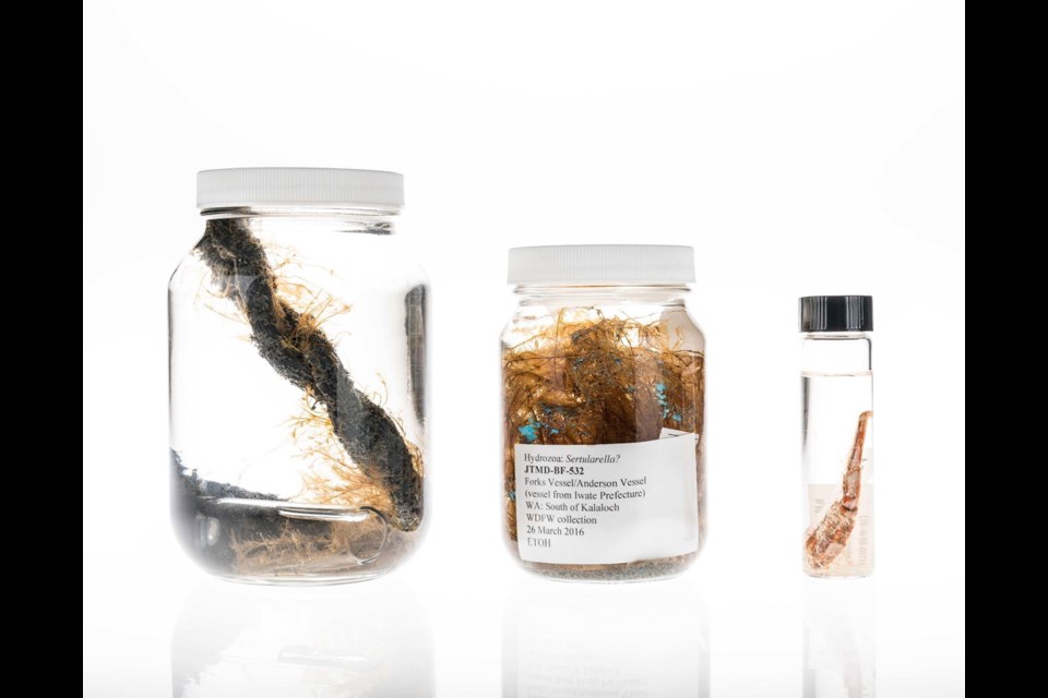 Examples of hydroids that rafted across the Pacific Ocean on debris from the 2011 Japanese tsunami, preserved in ethanol at the Royal B.C. Museum. Left: Aglaophenia sp. on a Japanese oyster-farm line washed ashore on the island of Kauai, Hawaii, in 2016. Middle: Aglaophenia sp. (mistakenly labelled as Sertularella in the field) from a Japanese boat that washed ashore in Washington state, its blue paint still visible. Right: Hydroids on one of the legs from a crab (Plagusia sp.) collected from the debris.