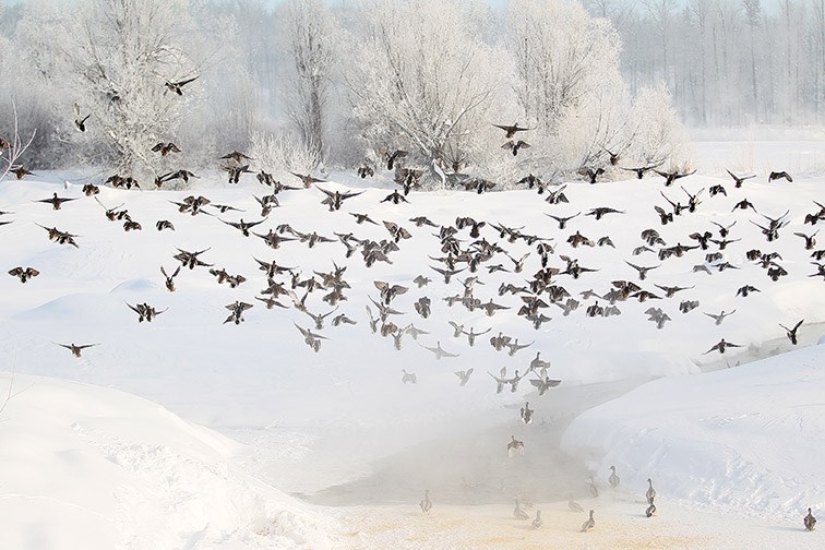 Hundreds of ducks converge in Cottonwood Island Park to feed on Saturday morning. Ducks Unlimited volunteers Paul Cailleaux and Brock Bailey have been feeding the ducks in the park this winter.