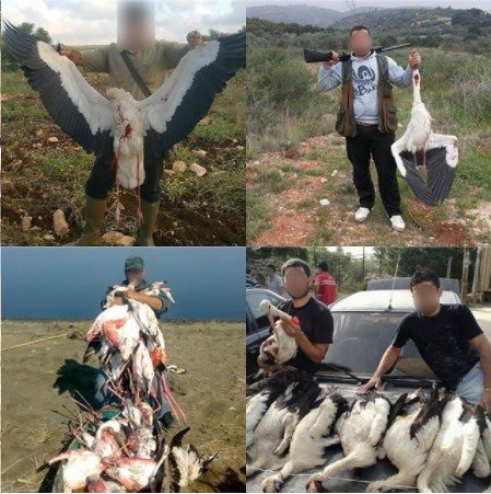 Pictures of white storks killed in the Lebanon (source Google).jpg