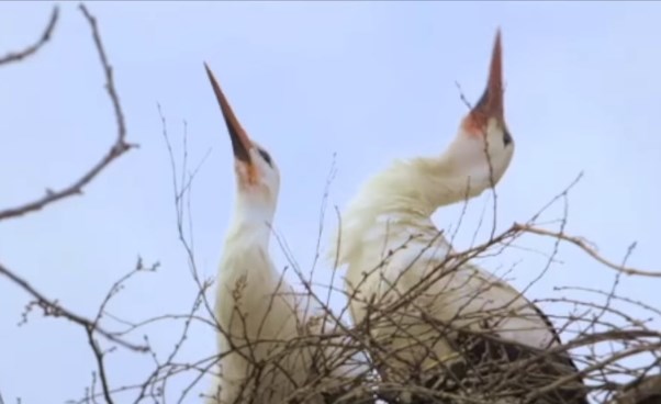 video screenshot from featherismightierthanthesword-male show up.jpg