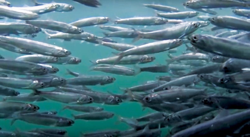 Anchovies in Mannion Bay Bowen Island