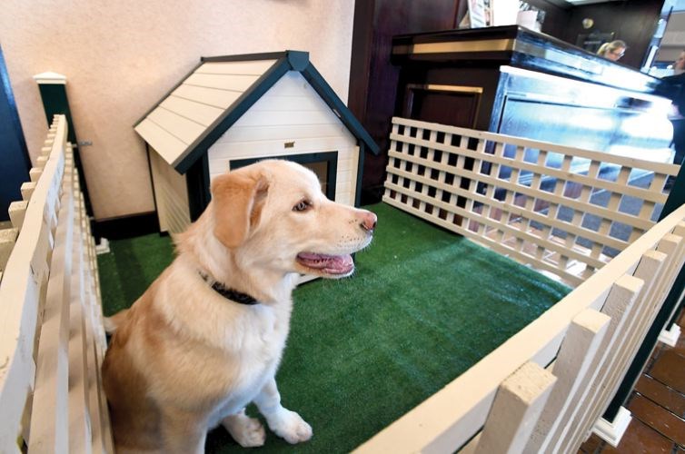 HotelDawg.15_2142018.jpg