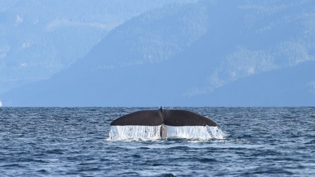 sperm whale
