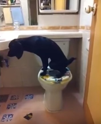 This dog can use a toilet and flush, Happy Year of the Dog! Image / YouTube video screenshot
