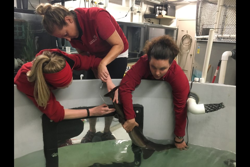 Vancouver Aquarium vet Dr. Amy Gould, vet tech Sion Cahoon and biologist Hannah Evans work with the injured shark.