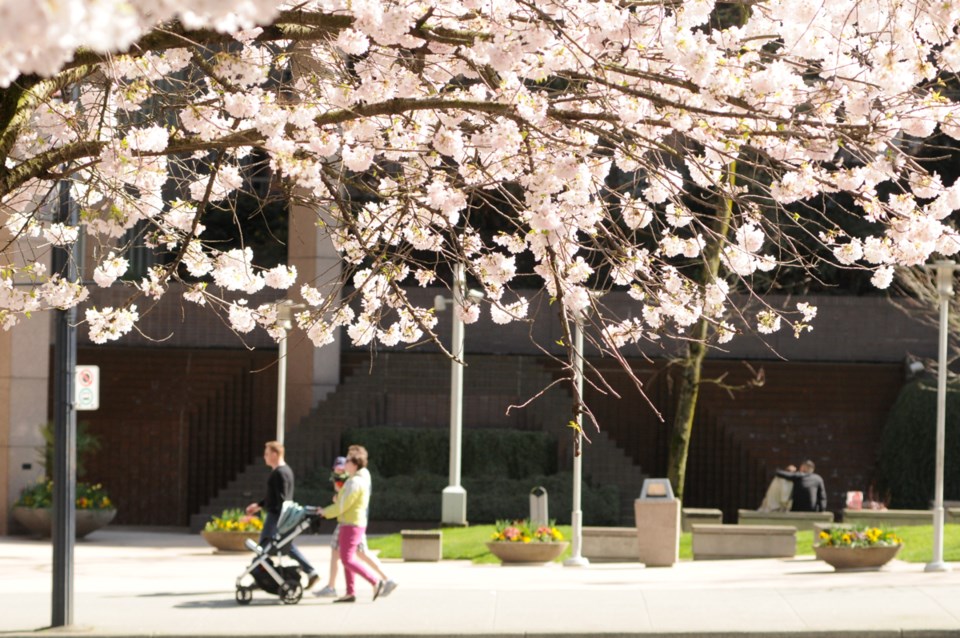 cherry blossoms