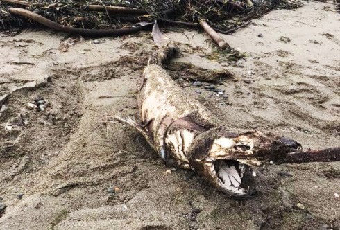 Sixgill shark carcass Centennial Beach