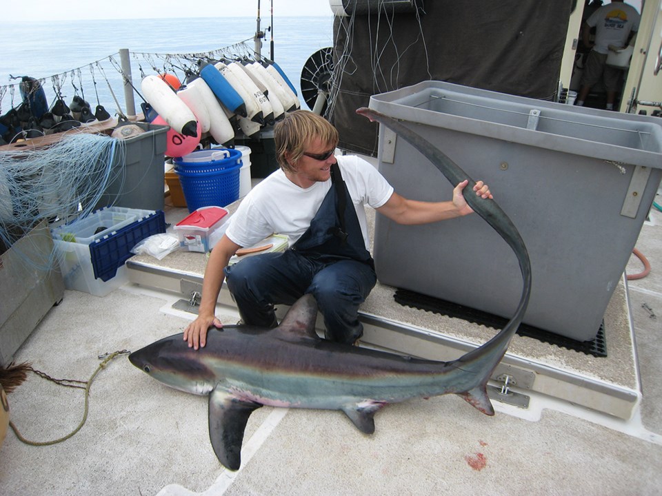 Chris Mull thresher shark