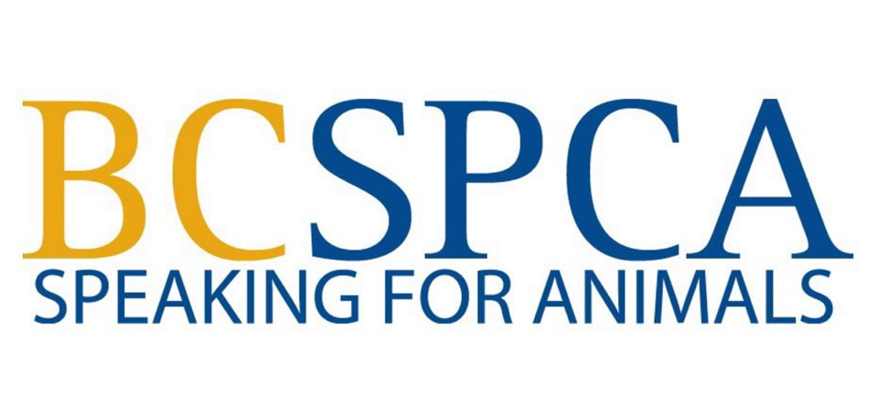 0219-spca.jpg