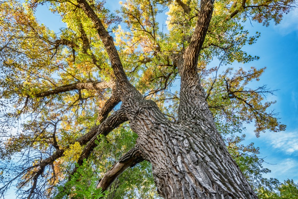 cottonwood, iStock