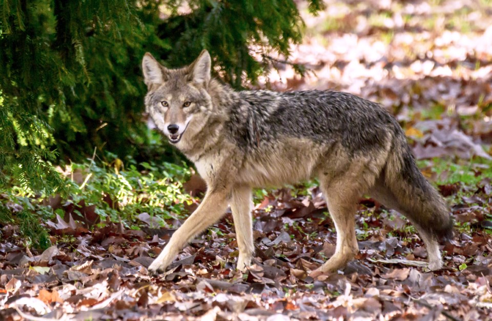 Coyote