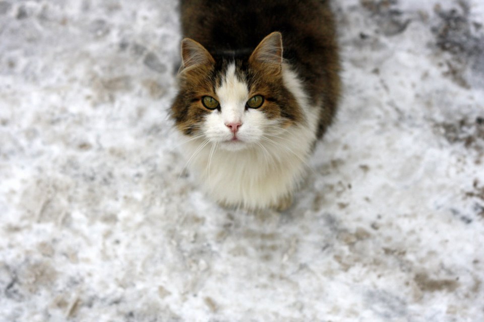 cat on snowy sidewalk