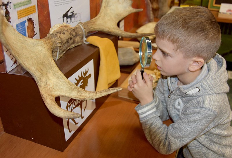 Checking out a moose display in the Seaview elementary school Nature Room.