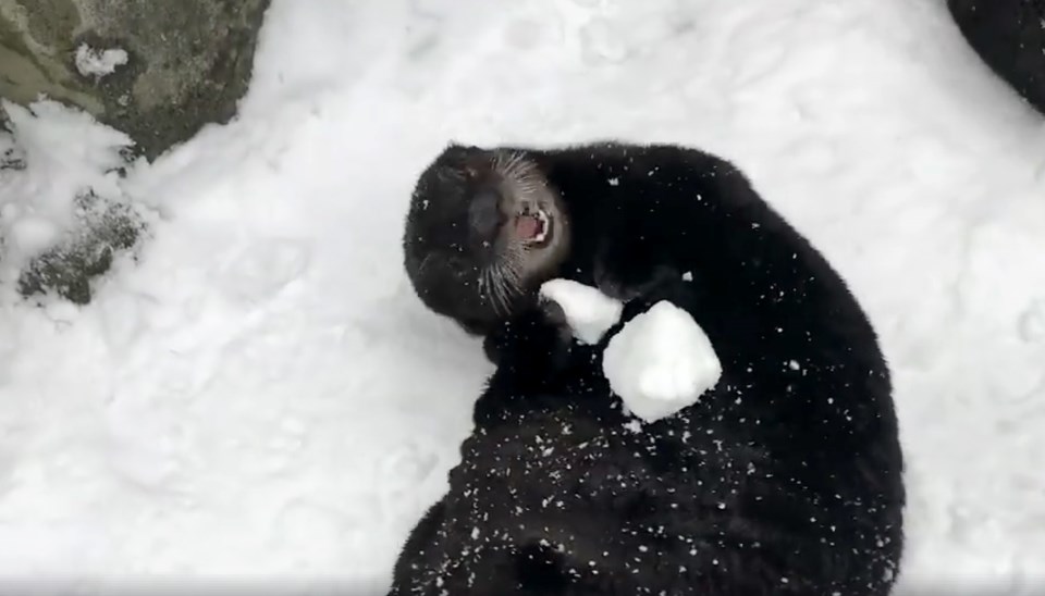 sea otter vancouver snow ball