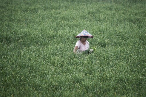 farmland China