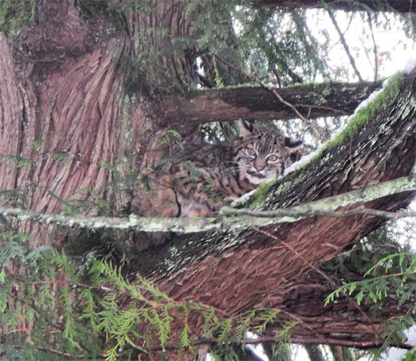 bobcat up tree maple ridge