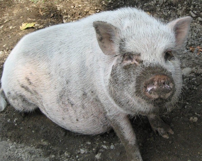 Angelina pig BC SPCA