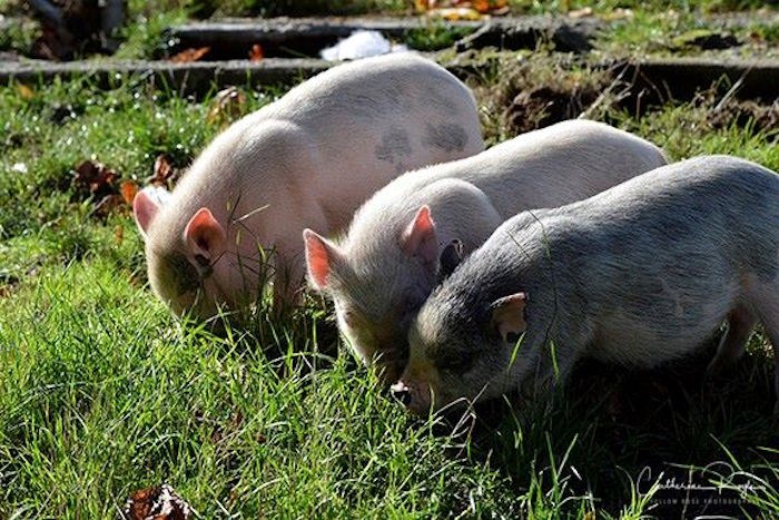 Pigs at the BC SPCA