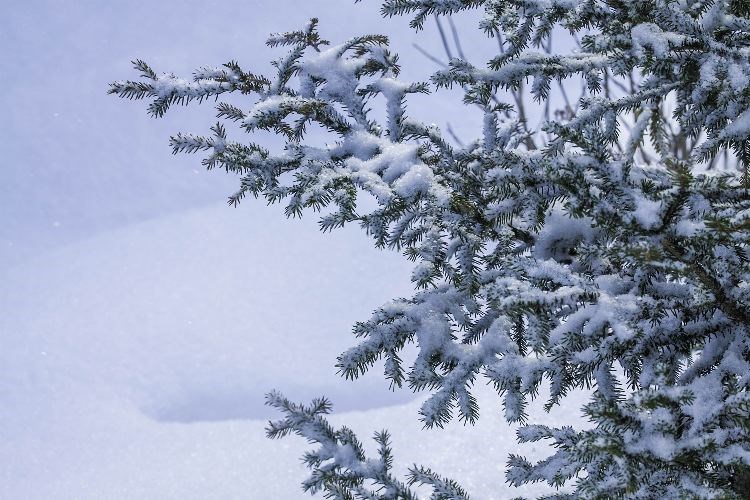 snowfall-alert.web_2282018.jpg