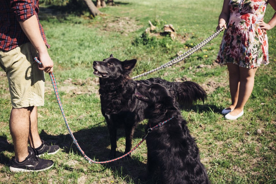 dogs