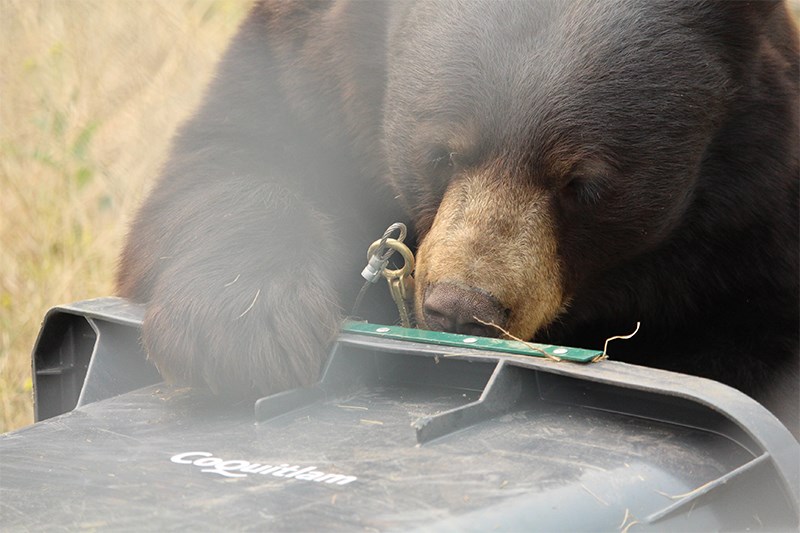 Bear garbage