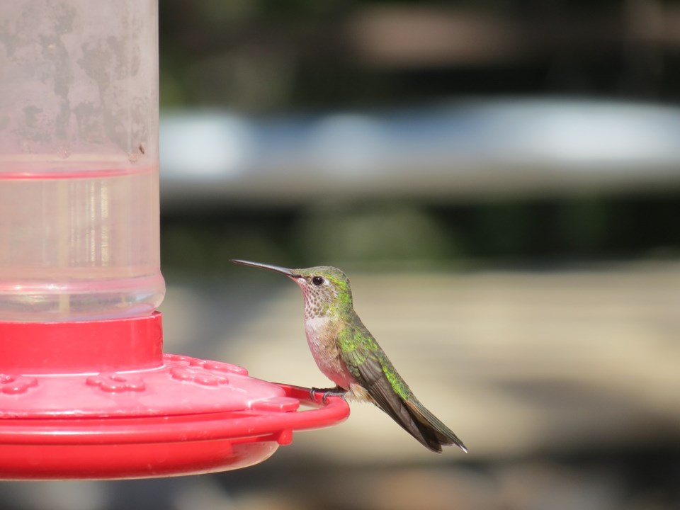 hummingbird