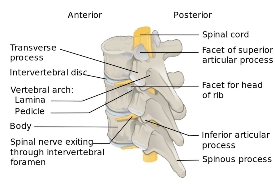 Vertebra diagram