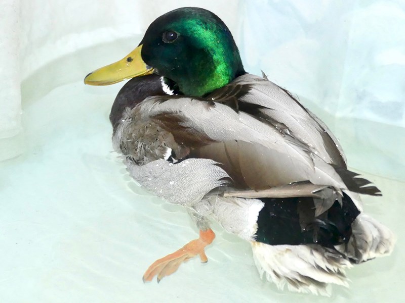 Mallard duck