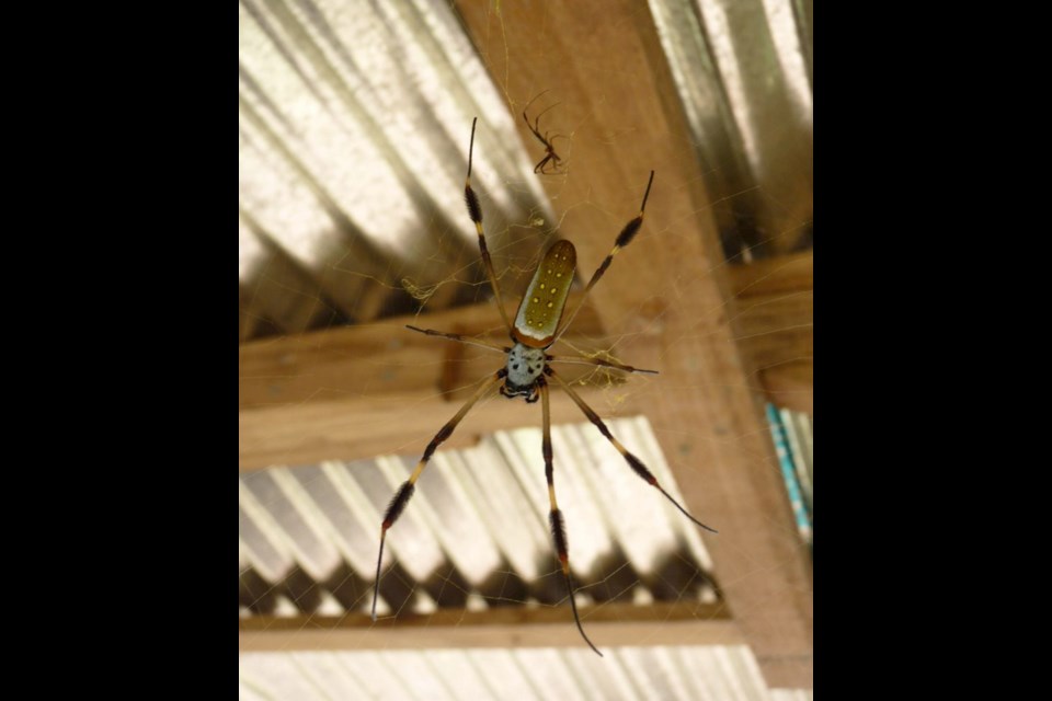 The spectacular, frightening, golden silk orb-weaver.