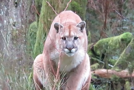 Cougar in forest Campbell River
