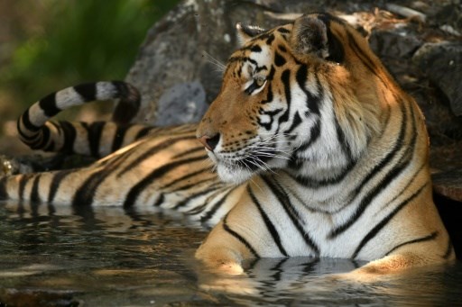 AFP tiger
