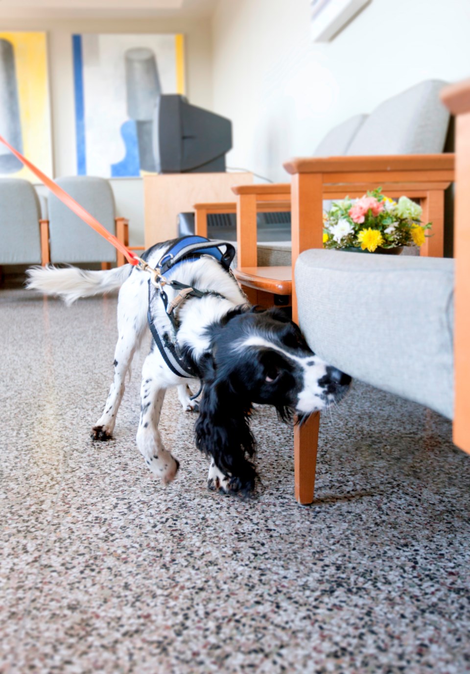 VCH springer spaniel dog