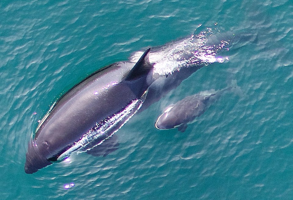 Ocean Wise, a marine conservation organization out of the Vancouver Aquarium, will receive $942,000