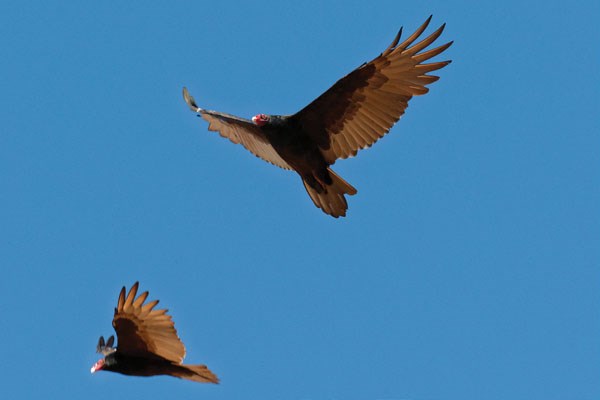 Vulture