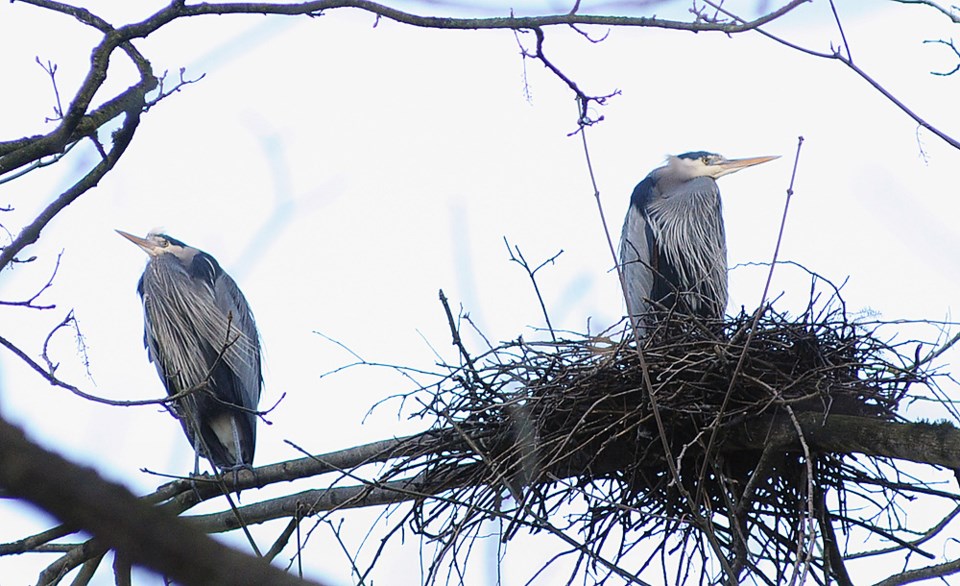 heron cam