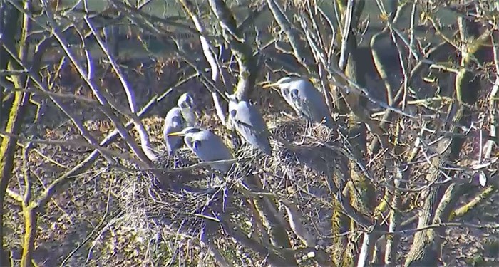 Herons