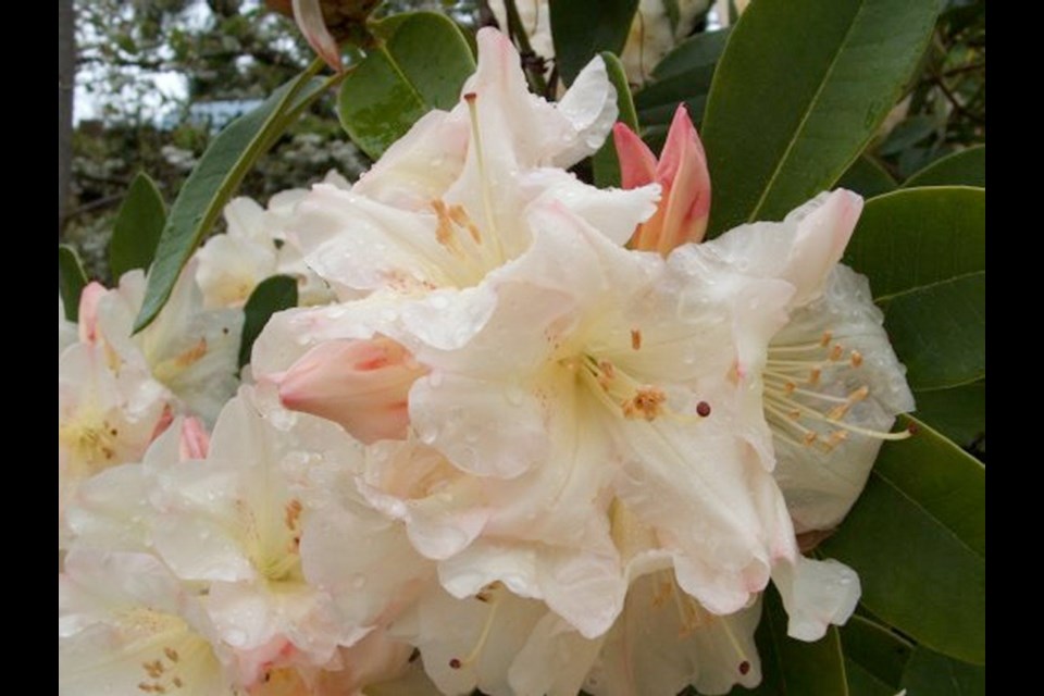 Admiring rhododendrons as the buds begin to show colour and then as they come into full bloom is one of spring&Otilde;s greatest pleasures on Vancouver Island.