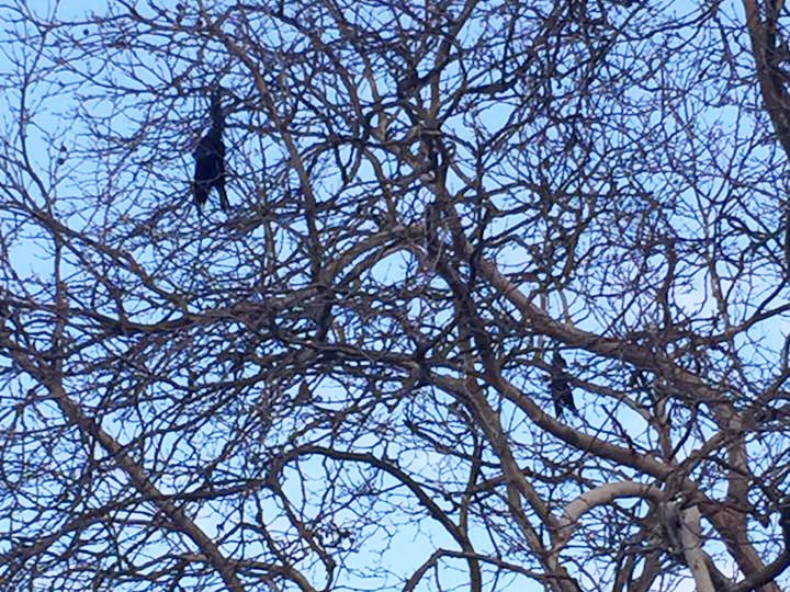 Melanie Mason-Webb took this photo of two dead crows hanging from a tree in New Brighton Park on Mar. 16.